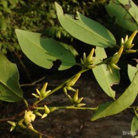 Diospyros oocarpa Thwaites